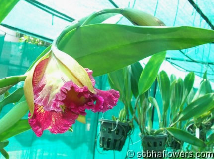 Cattleya India